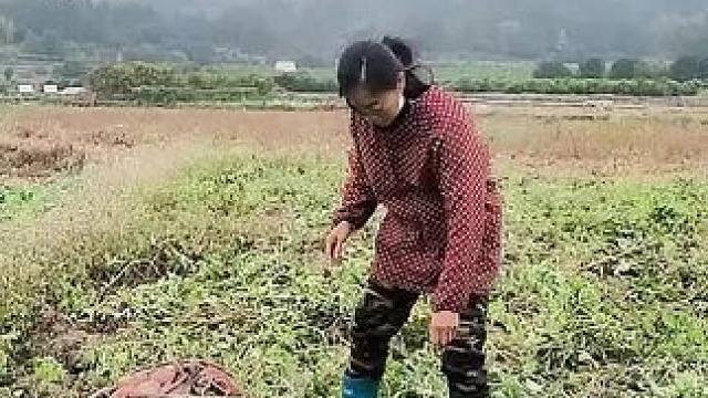 山卡卡里的农村大姐一部手机直播30天变现2000新人首播一个小工具直接拿去用轻松开播