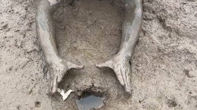 花500块钱扣了27.8斤的鳝鱼， 全部都是拳头大的洞，这下简直发财啦！