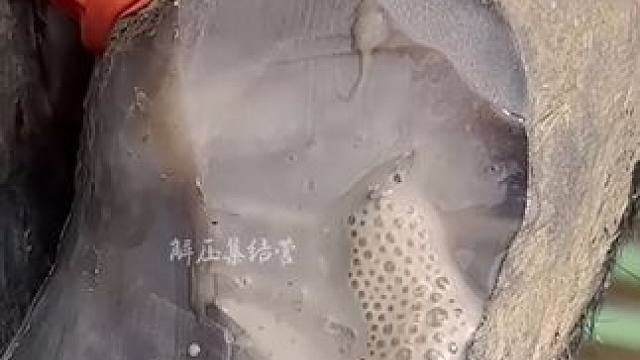 爆浆牛蹄到底有多少，今天这才只是一部分