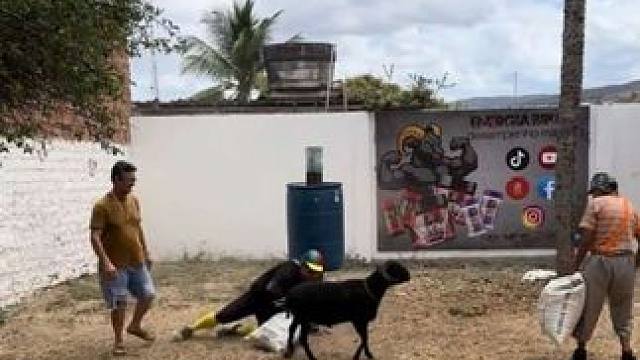 小羊把人顶飞了