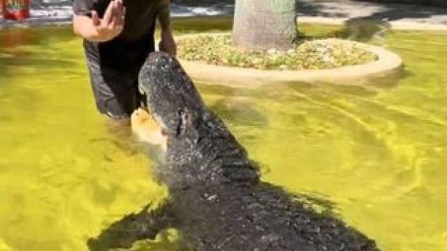 鳄鱼都这么温顺了吗