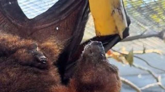 宠物果蝠吃香蕉