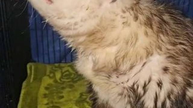 宠物负鼠吃大餐