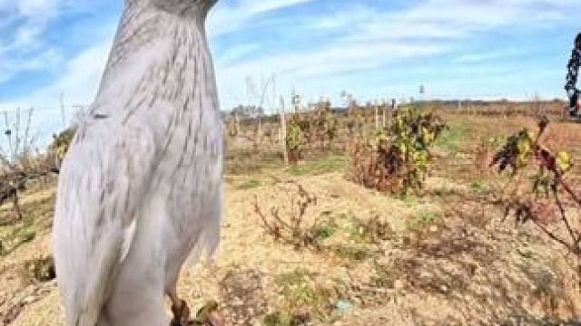 白苍捕捉泛滥的野兔