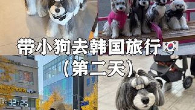 Vlog.326带小狗去韩国旅行第二天 正式开逛宠物展购物的一天 太好买了 东西都不便宜 有便