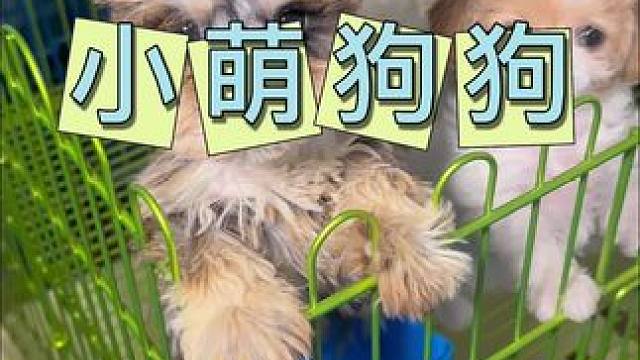 小萌狗狗 9.9代300