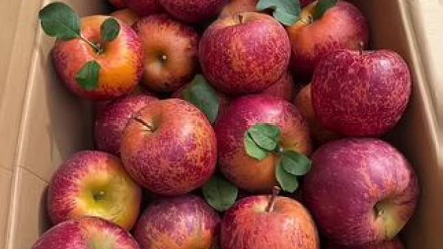 云南 看着丑吃着真甜！一口下去脆甜爽口，满满的溏心巨好吃！ #