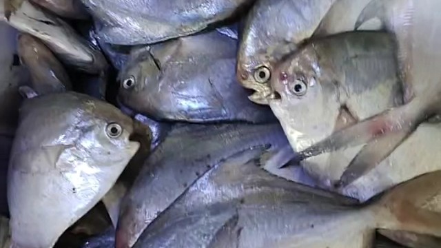 鲳鱼大量到货