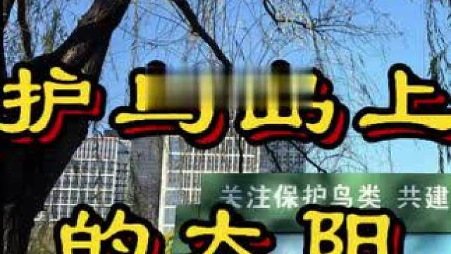 # 爱鸟岛上的太阳