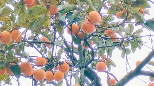 野生柿子和拐枣