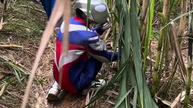 奥特曼都来偷甘蔗了，四川青神火出星球了