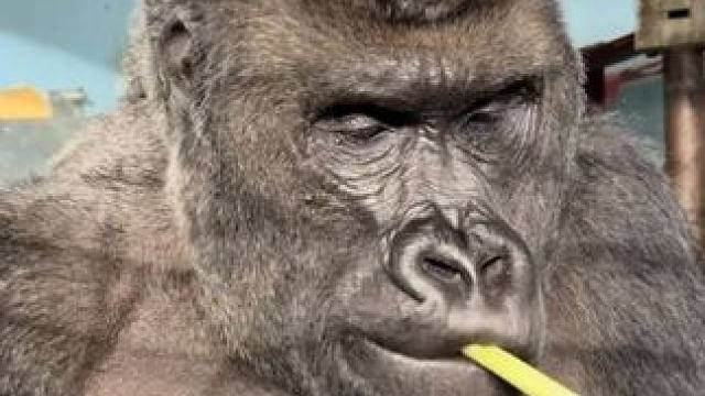 银背大猩猩吃芹菜