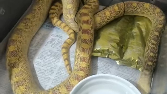 t系成体公缺黑到家入盒。