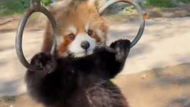 小熊猫好矫健的身手！