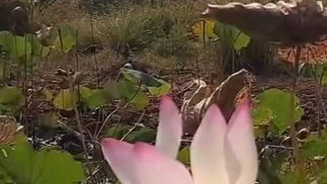 晚餐做大蟹麻辣辣椒配蔬菜