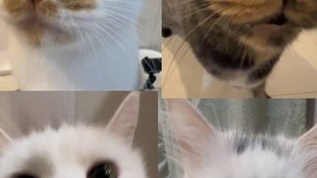 一名情绪稳定的铲屎官和她的4位主子罢了