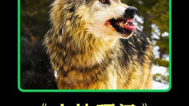 山地人的野外生活