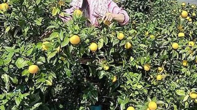 山卡卡里的农村大姐一部手机直播30天变现2000新人首播一个小工具直接拿去用轻松开播