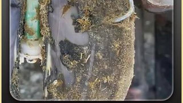 刚一打开手机，就看到牛蹄扎进了铁环里