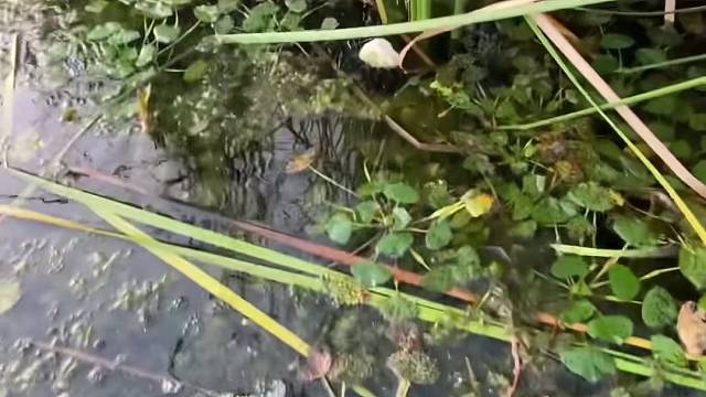 #户外捕鱼大队 #捕鱼河边随拍 #捕捞现场  #丝网捕鱼