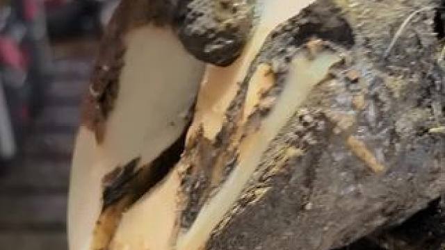 这是小哥近几年见过虫洞最大的牛蹄了，简直就是泄洪