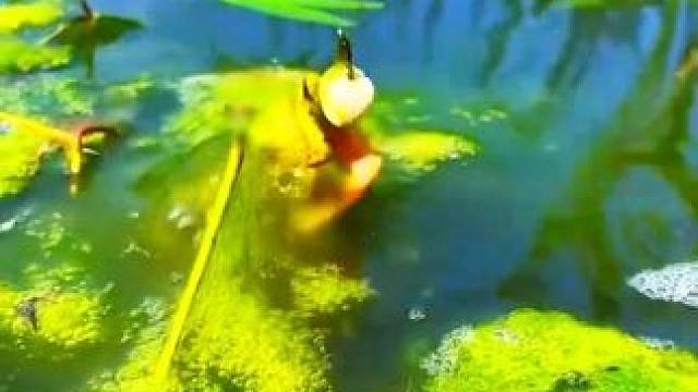 现在鱼都这么傻了吗？