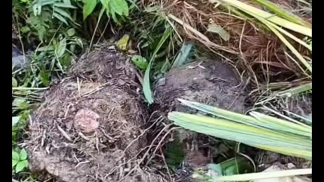 决赛第3天，道友终于生火成功啦！