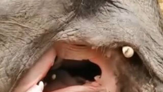 有一只毒蛇，钻进了大象嘴！