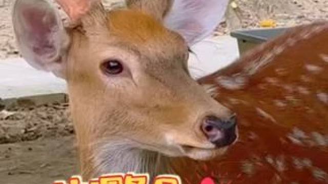 初冬暖阳，要遛娃？这个周末就来七彩澳游！坐丛林小火车穿越竹海近距离投喂梅花鹿，带着娃亲手撸白袋鼠！