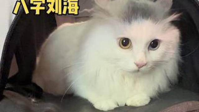 带猫出门，在电梯口酷酷就被一顿夸呀