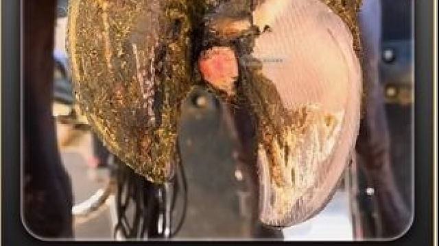 一块脱落的脚骨，让牛牛血流如注