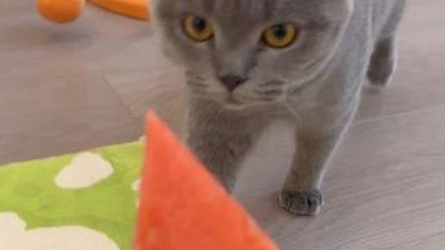 爱吃西瓜的顺拐小猫咪
