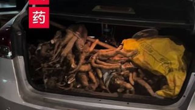 我是不是野生山药的大供货商？