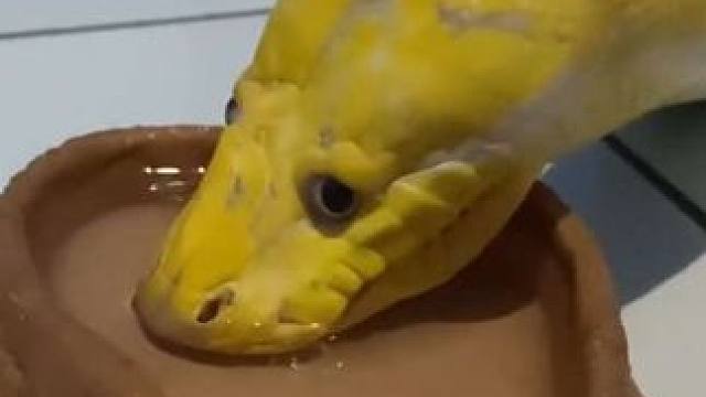 宠物黄金蟒喝水