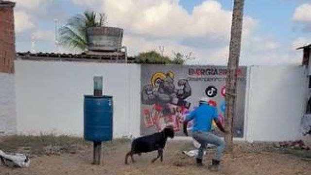 小羊把人顶飞了