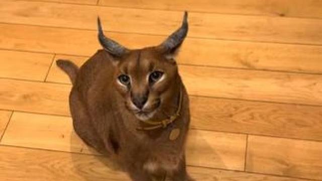 凶猛的宠物狞猫