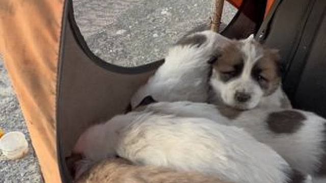 几个小崽崽活得都很好