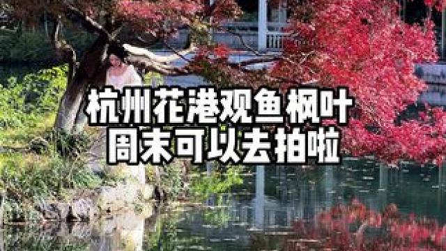 周末去花港观鱼看红枫，现场比视频好看多了，一定要有阳光的日子，侧逆光的方向拍真的超美。