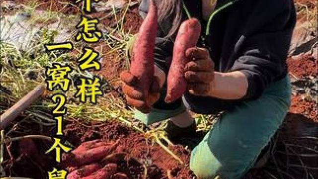 一窝21个鼠，多不多你说了算