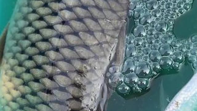 今天晚上吃鱼，下竿就中一条鲤鱼