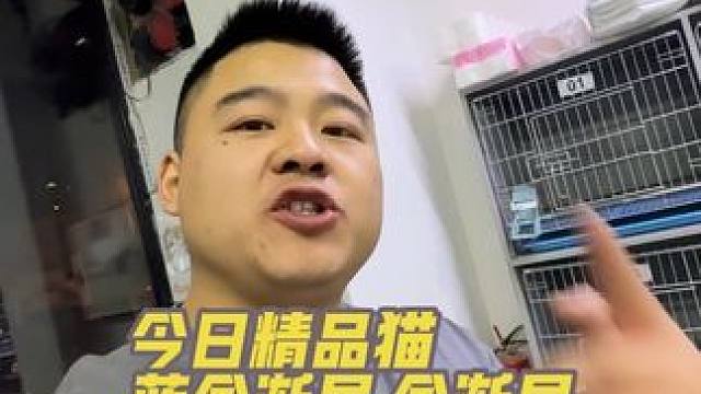 今天这只焦糖蓝金太甜了吧！！！