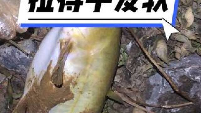 拉一条鱼全身发软是什么体验。