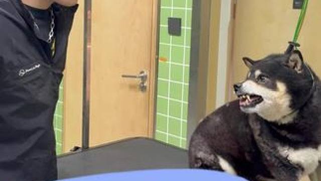 日常洗护 黑户柴犬 嘉兴黑户 多年没洗且包浆