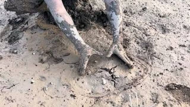 鳝鱼打的拱裂洞你们见过吗？你们猜猜这条有没有一斤？