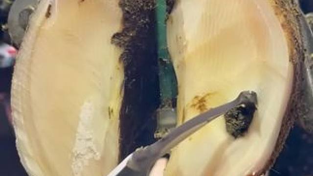 出自炫刀流小哥之手的牛蹄就是不一般修牛蹄