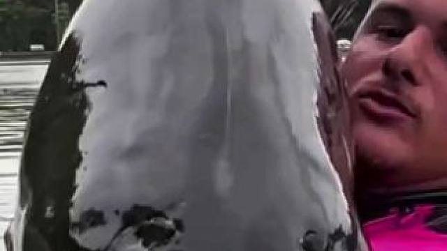 小伙钓到了一条大盖巨脂鲤