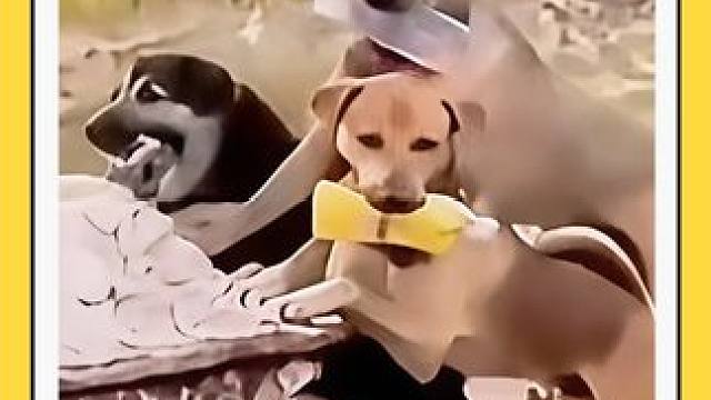 嘿，伙计，怎么才来上工啊？ 搞笑动物动物的迷惑行为