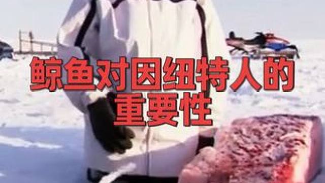 鲸鱼到底对因纽特人有多重要？