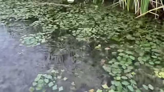 #户外捕鱼大队 #捕鱼河边随拍 #捕捞现场  #丝网捕鱼