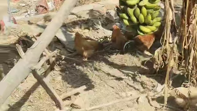 没事，养养鸡，过年可以吃。